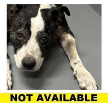 Marie -  Pit Bull Terrier and Mixed Breed Dog for Adoption in Eugene, Oregon - Marie | PetCurious