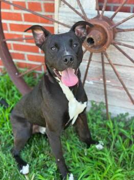 Obie -  Labrador Retriever Dog for Adoption in Lincoln, Nebraska - Obie | PetCurious