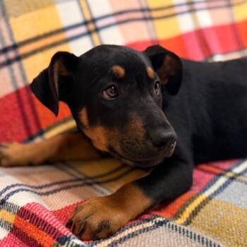 Venus -  Pit Bull Terrier Dog for Adoption in Goleta, California - Venus | PetCurious