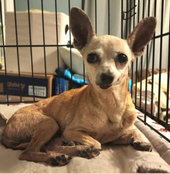 Rescue Chihuahua Dogs for Adoption in El Dorado, Arkansas - Tiny Pinson | PetCurious