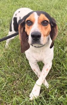 Alabama -  Beagle and Bluetick Coonhound Dog for Adoption in Defiance, Ohio - Alabama | PetCurious