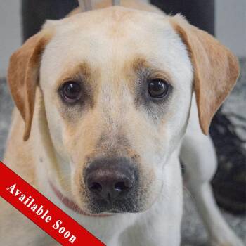 Yellow Labrador Retriever Dogs Available for Adoption in Huntley, Illinois - Ice | PetCurious