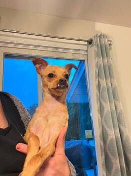 Posey -  Chihuahua and Retriever Dog for Adoption in Valley Stream, New York - Posey | PetCurious