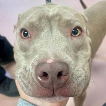 ROYAL -  Pit Bull Terrier Dog for Adoption in Columbia, South Carolina - ROYAL | PetCurious