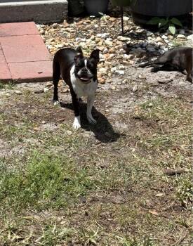 Lilo Lovey - 5006 FL -  Boston Terrier Dog for Adoption in Maryville, Tennessee - Lilo Lovey - 5006 FL | PetCurious