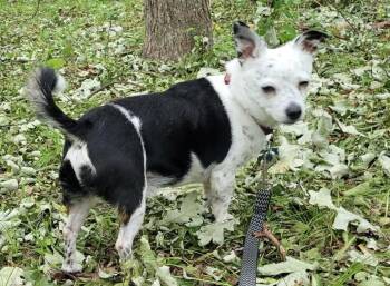 SHADOW -  Chihuahua Dog Available for Adoption in Edgecliff Village, Texas - SHADOW | PetCurious