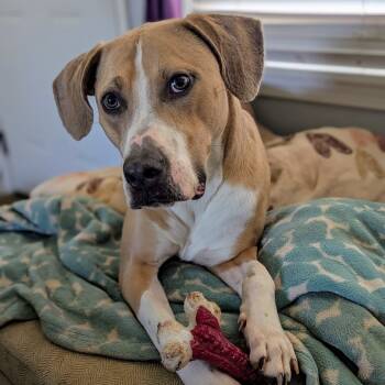 Rescue Pit Bull Terrier Dogs for Adoption in Fort Worth, Texas - Tito | PetCurious