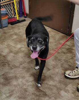 Truman -  Labrador Retriever Dog for Adoption in Springfield, Ohio - Truman | PetCurious