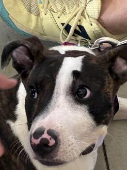 Gator -  Pit Bull Terrier Dog for Adoption in Pompano Beach, Florida - Gator | PetCurious