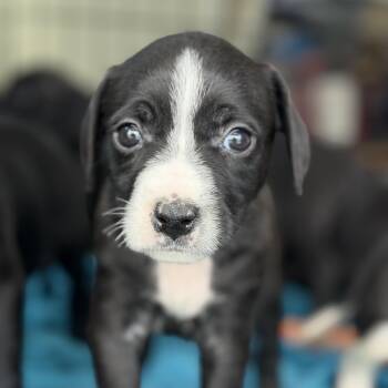 Pit Bull Terrier Dogs Available for Adoption in Columbia, South Carolina - Aquaphor | PetCurious