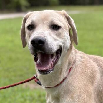 Rescue Labrador Retriever Dogs for Adoption in Locust Fork, Alabama - Sunshine | PetCurious