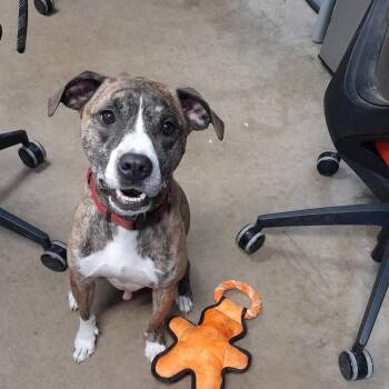 Radar -  Pit Bull Terrier Dog for Adoption in Jasper, Indiana - Radar | PetCurious