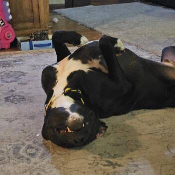 Tonka -  Pit Bull Terrier and Great Dane Dog for Adoption in Baldwin, Wisconsin - Tonka | PetCurious