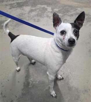 CHEWY -  Chihuahua and Mixed Breed Dog for Adoption in Tallahassee, Florida - CHEWY | PetCurious