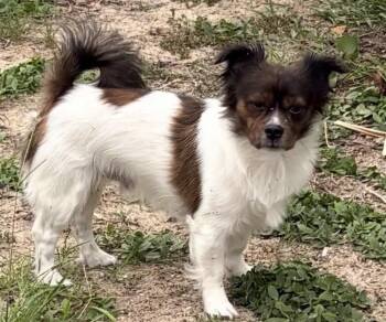 Wyatt -  Rat Terrier and Papillon Dog for Adoption in Sarasota, Florida - Wyatt | PetCurious