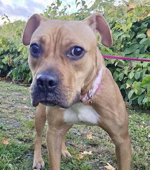 Willow Courtesy Listing -  Mixed Breed Dog for Adoption in Westfield, New York - Willow Courtesy Listing | PetCurious