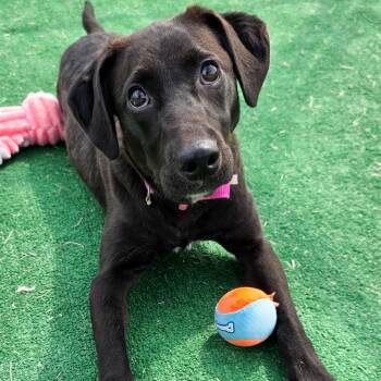 Billie -  Black Labrador Retriever Dog for Adoption in Gainesville, Texas - Billie | PetCurious