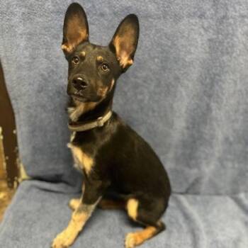 Lorenzo -  Australian Cattle Dog Blue Heeler Dog for Adoption in Red Bluff, California - Lorenzo | PetCurious