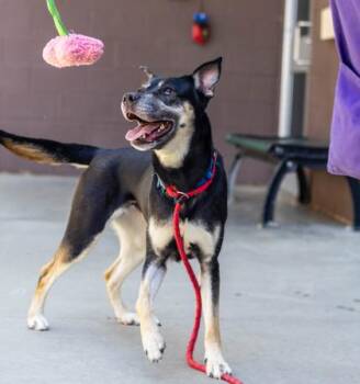 Zinnia -  Mixed Breed Dog for Adoption in Chamblee, Georgia - Zinnia | PetCurious