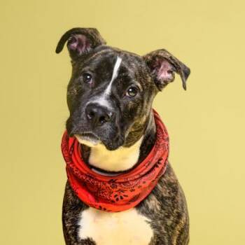 Legacy -  Pit Bull Terrier and Mixed Breed Dog for Adoption in Atlanta, Georgia - Legacy | PetCurious