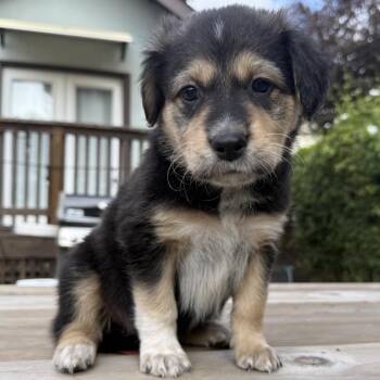 LOLLIPOP -  Retriever and Mixed Breed Dog for Adoption in Richmond, California - LOLLIPOP | PetCurious