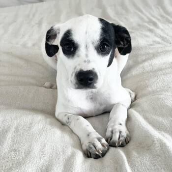 Dalmatian and Labrador Retriever Dogs Available for Adoption in Burlington, North Carolina - Darling Rafaela  | PetCurious