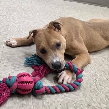 Mixed Breed Dogs Available for Adoption in Chatham, Virginia - Krypton | PetCurious