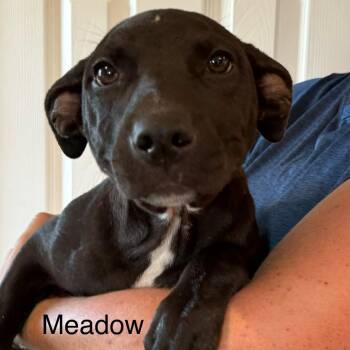 Meadow -  Pit Bull Terrier and Husky Dog for Adoption in Kansas City, Missouri - Meadow | PetCurious