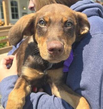 Drifter -  Australian Shepherd and Mixed Breed Dog for Adoption in East Brookfield, Massachusetts - Drifter | PetCurious