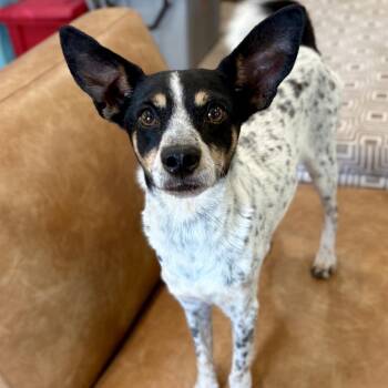 TYSON (704) -  Rat Terrier Dog for Adoption in Indiantown, Florida - TYSON (704) | PetCurious