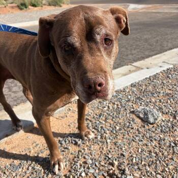 Coco -  Chocolate Labrador Retriever Dog for Adoption in Bernalillo, New Mexico - Coco | PetCurious