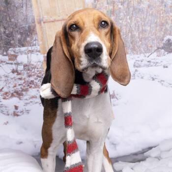 Mixed Breed Dogs Available for Adoption - Dan | PetCurious