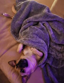 Rescue Pug and Chihuahua Dogs for Adoption in Vancouver, British Columbia - Lily | PetCurious