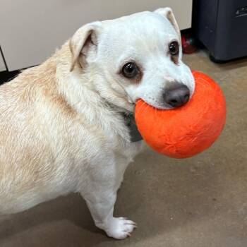 Rescue Chihuahua and Mixed Breed Dogs for Adoption in Riverside, California - Sammy | PetCurious