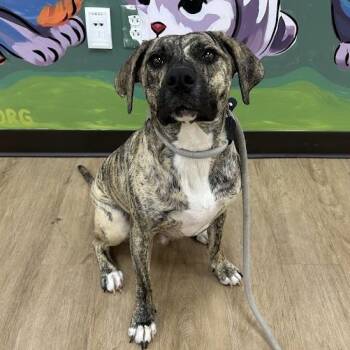 Queso -  Pit Bull Terrier and Mixed Breed Dog for Adoption in Lyndhurst, Virginia - Queso | PetCurious