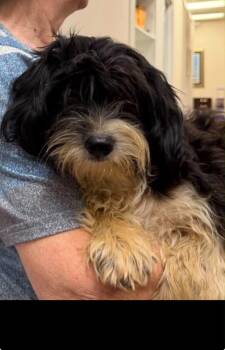 Bob -  Terrier and Dachshund Dog for Adoption in Holly Springs, North Carolina - Bob | PetCurious