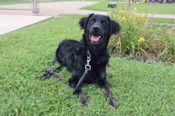 Storm Shadow -  Labrador Retriever and Poodle Dog for Adoption in Goshen, Kentucky - Storm Shadow | PetCurious