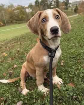 Dolly -  Basset Hound Dog for Adoption in Bedford, Indiana - Dolly | PetCurious
