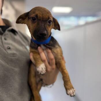 William -  Terrier and Mixed Breed Dog for Adoption in Chicago, Illinois - William | PetCurious