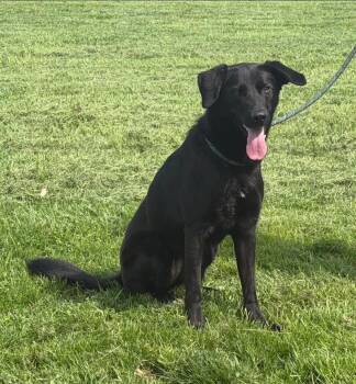 Black Labrador Retriever and German Shepherd Dog Dogs Available for Adoption in Chesapeake City, Maryland - Winnie | PetCurious