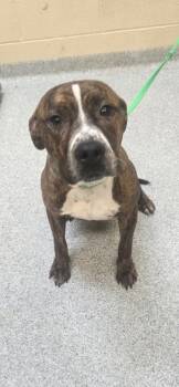 Rescue Mixed Breed Dogs for Adoption in Reidsville, North Carolina - Blaze | PetCurious