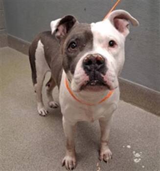 Pit Bull Terrier Dogs Available for Adoption in Las Vegas, Nevada - ROGELIO | PetCurious