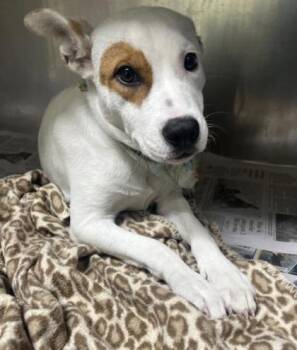 Wishbone -  Mixed Breed Dog for Adoption in Westland, Michigan - Wishbone | PetCurious