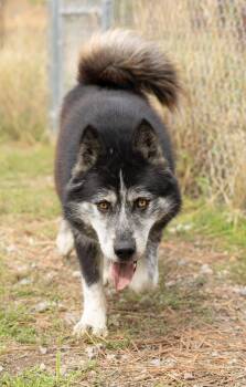 Balto -  Husky Dog for Adoption in Libby, Montana - Balto | PetCurious