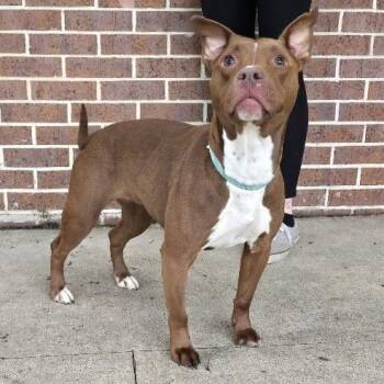 Gypsy -  Pit Bull Terrier Dog for Adoption in Waterloo, Iowa - Gypsy | PetCurious
