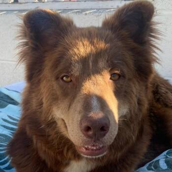 Australian Shepherd and Chow Chow Dogs Available for Adoption in Newport Beach, California - Kodiak | PetCurious