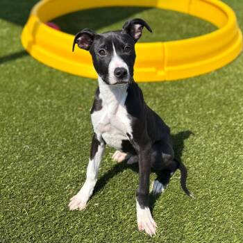 Snoop Dawg -  Pit Bull Terrier Dog for Adoption in Morganton, North Carolina - Snoop Dawg | PetCurious