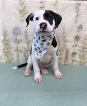 Mac -  Border Collie Dog for Adoption in Aurora, Colorado - Mac | PetCurious