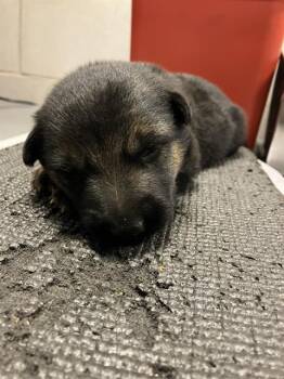CESAR -  German Shepherd Dog Dog for Adoption in Dallas, Texas - CESAR | PetCurious