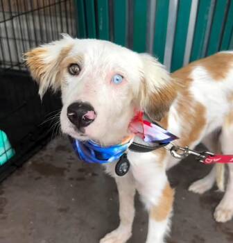 Sunday -  Australian Shepherd Dog for Adoption in Frazier Park, California - Sunday | PetCurious